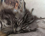 Кошки в Собинке: Мейн-кун котята, 12 000 руб. - фото 7