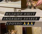 Кошки в Ардоне: Котята, Бесплатно - фото 8