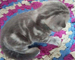 Кошки в Новокубанске: Продается Шотландский котенок, 4 000 руб. - фото 2