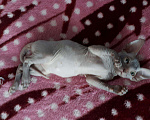 Кошки в Снежногорске: Донские сфинксы, 4 500 руб. - фото 2