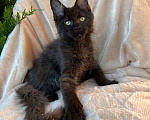Кошки в Сальске: Котёнок Мейн-кун Мальчик, 50 000 руб. - фото 3