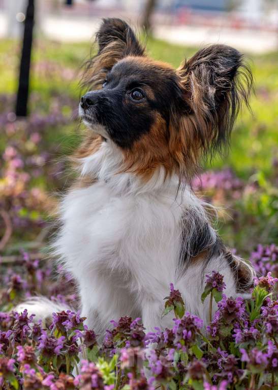 Собаки в Новороссийске: Продам щенка папийона (папильона) Мальчик, 60 000 руб. - фото 3