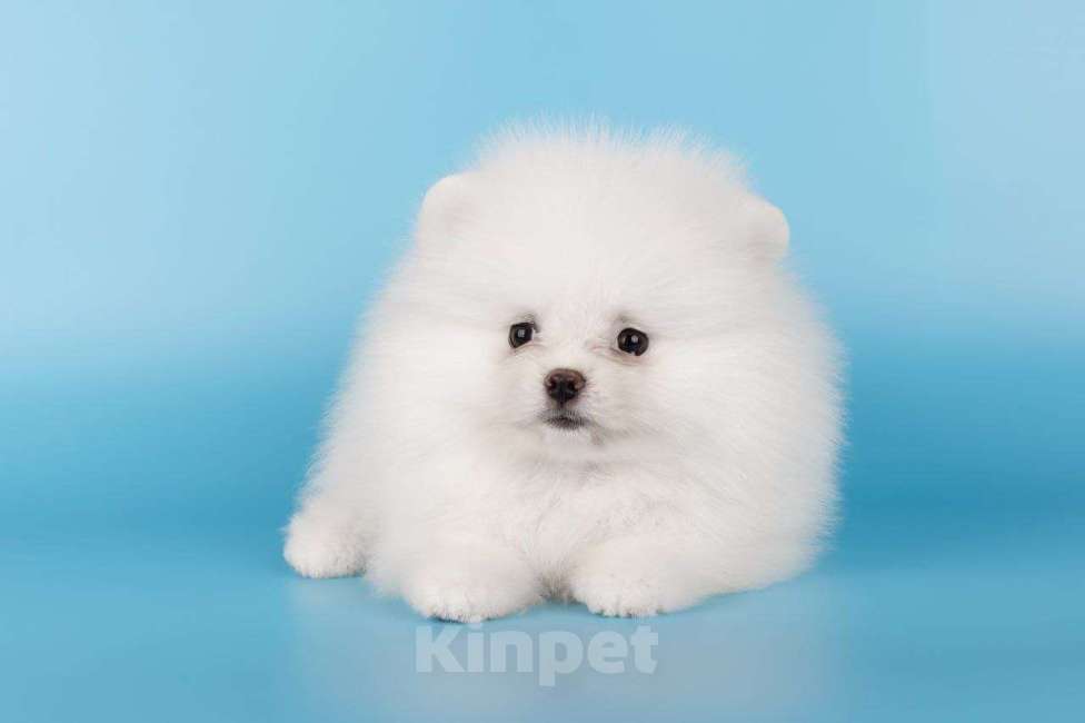 Собаки в Москве: Померанский шпиц Девочка, 45 000 руб. - фото 2