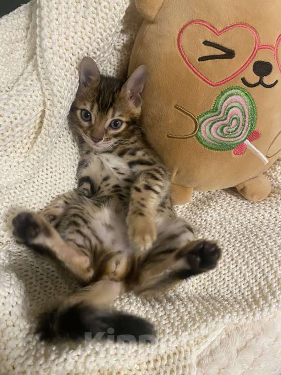 Кошки в других городах Московской области: Бенгальский котенок Мальчик, 17 000 руб. - фото 4