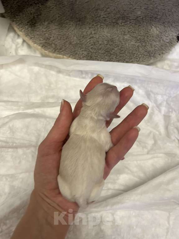 Собаки в Москве: Микро мальчик мальтипу f1, будет крошечный, очень красивый, игривый, аккуратный! Мальчик, 150 000 руб. - фото 5