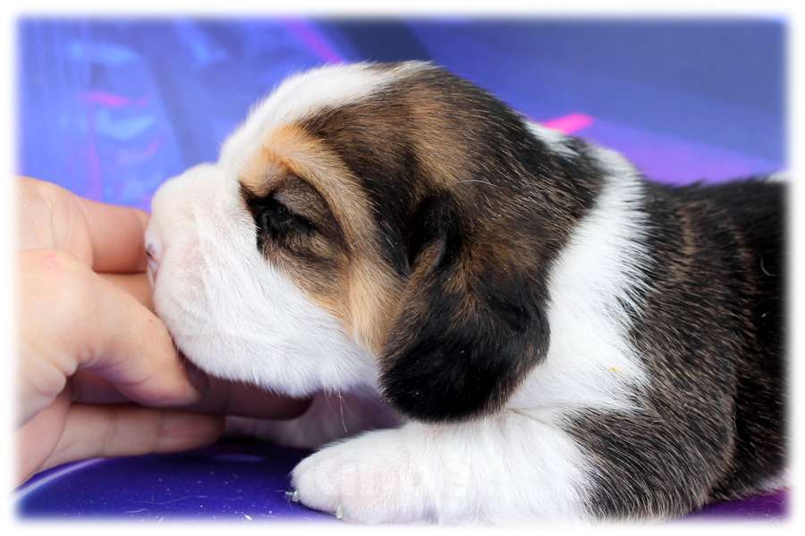 Собаки в Москве: щенки бигля из питомника Линус Юлиус Мальчик, 50 000 руб. - фото 3