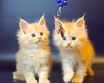 Кошки в Уфе: Котёнок Мейн-кун  Мальчик, 50 000 руб. - фото 6