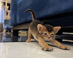 Кошки в Липецке: Продается абиссинский котенок  Мальчик, 60 000 руб. - фото 2