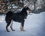 Собаки в Москве: Подрощенный щенок Сиба-ину с выставочным потенциалом Мальчик, 100 000 руб. - фото 4