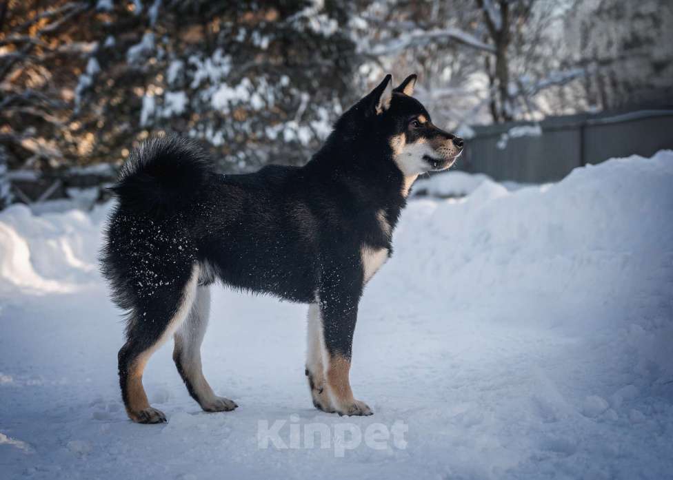 Собаки в Москве: Подрощенный щенок Сиба-ину с выставочным потенциалом Мальчик, 100 000 руб. - фото 4