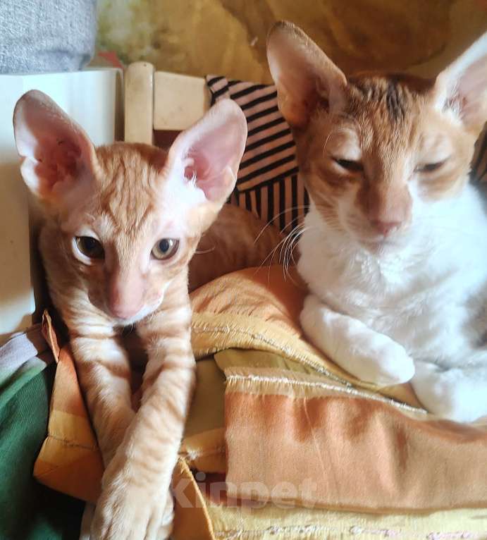 Кошки в Новочебоксарске: Котята Корниш Рекс  Мальчик, 15 000 руб. - фото 4