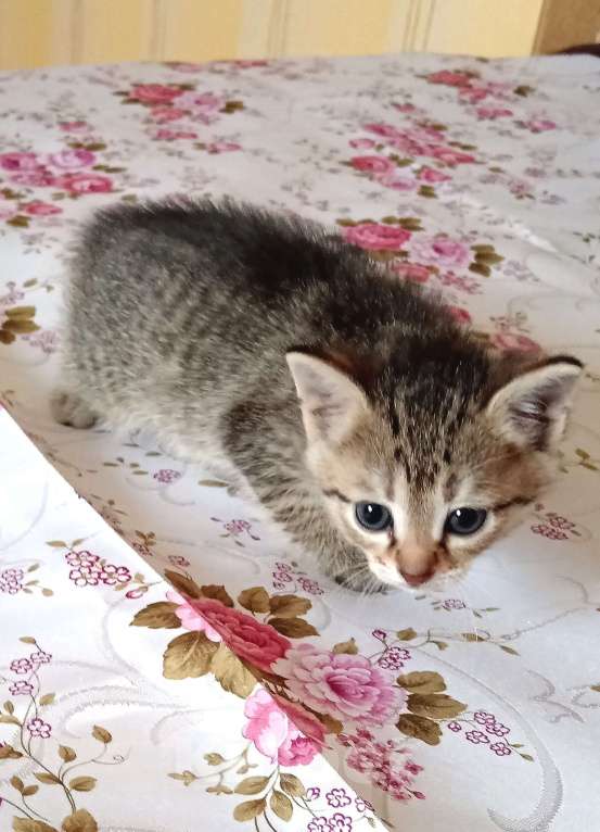 Кошки в Воронеже: Котенок Мальчик, Бесплатно - фото 1