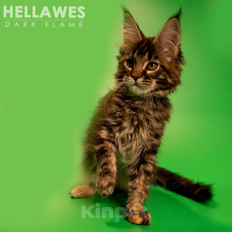 Кошки в других городах Воронежской области: Helavis Dark Flame Девочка, Бесплатно - фото 1