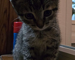 Кошки в Волгограде: Котенок в добрые руки Мальчик, Бесплатно - фото 1