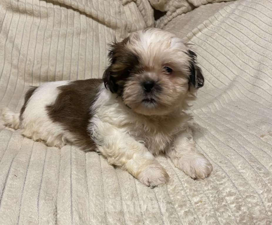 Собаки в Санкт-Петербурге: Милашечка ши тцу  Девочка, 35 000 руб. - фото 9