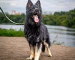 Собаки в Москве: Аристократический Ролекс в добрые руки Мальчик, Бесплатно - фото 4