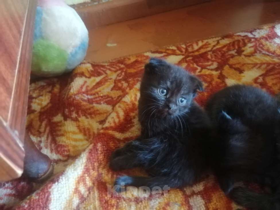 Кошки в других городах Свердловской области: Продаются котята Девочка, 3 500 руб. - фото 1
