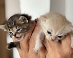 Кошки в Кемерово: Котята 1 месяц, родились 3 августа,  Мальчик, Бесплатно - фото 4