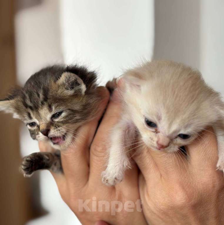 Кошки в Кемерово: Котята 1 месяц, родились 3 августа,  Мальчик, Бесплатно - фото 4