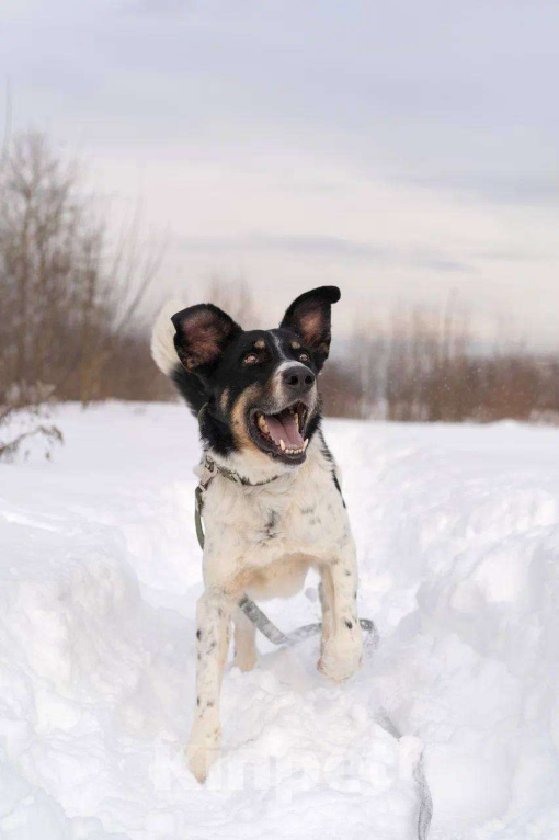 Собаки в Королеве: СуперПёс Анжело! Мальчик, Бесплатно - фото 1