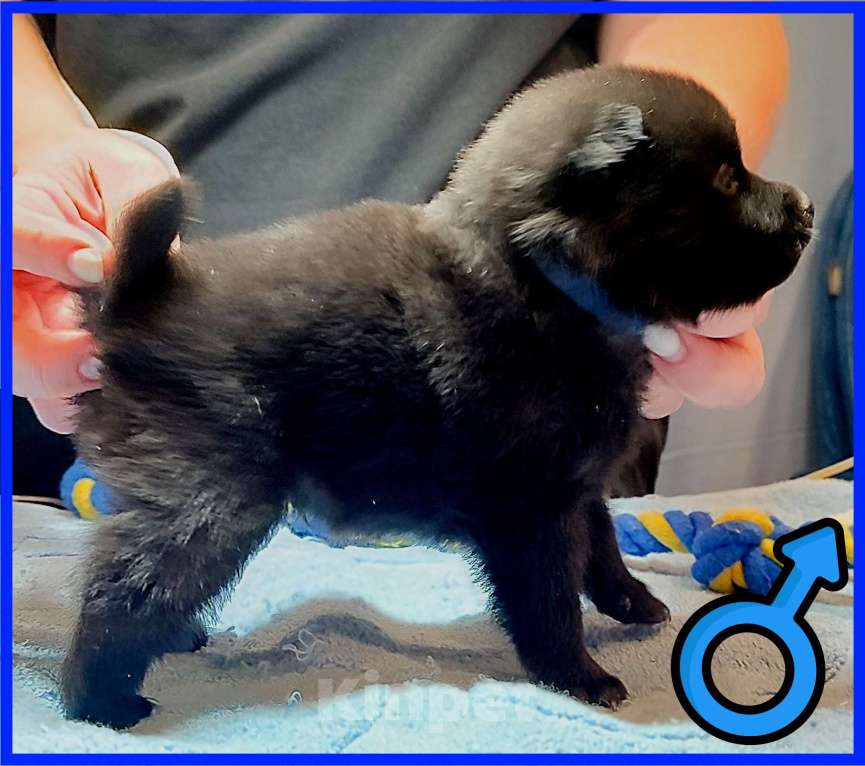 Собаки в Раменском: Щенки шипперке от титулованных родителей в домашних условиях (Синий) Мальчик, 50 000 руб. - фото 7