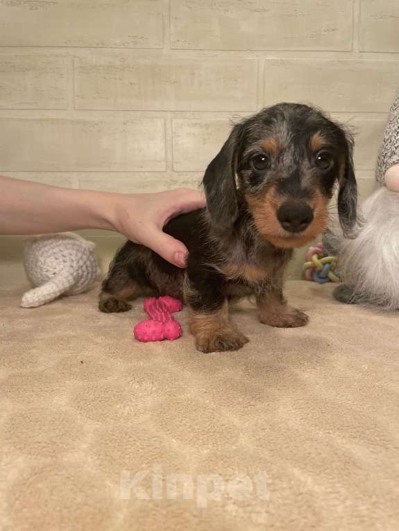 Собаки в Москве: Щенок миниатюрной жесткошерстной таксы Мальчик, 80 000 руб. - фото 4