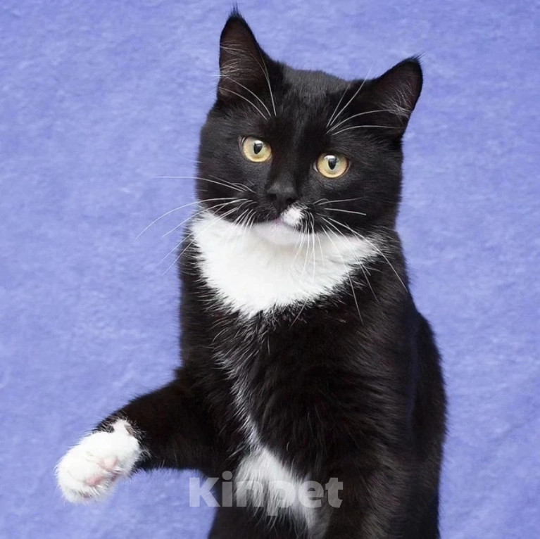 Кошки в Москве: Котика Антонио выкинули на улицу в коробке  Мальчик, Бесплатно - фото 3