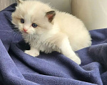 Кошки в Казани: Рэгдолл котенок Разнополые, 59 000 руб. - фото 1