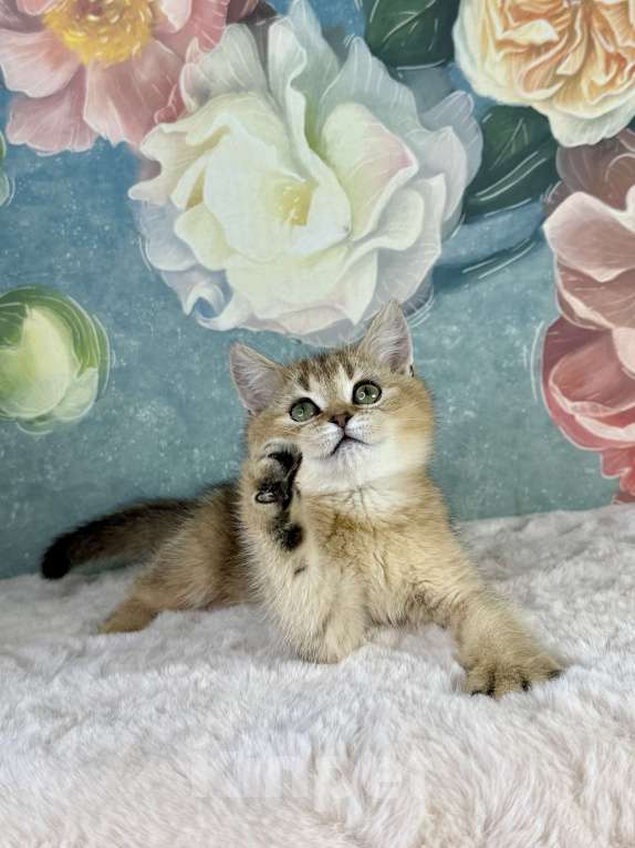 Кошки в Саранске: Прямоухая шотландская девочка золотая шиншилла Девочка, 40 000 руб. - фото 4