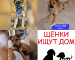 Собаки в Красногорске: Маленькие пушистые комочки счастья ищут свой дом! Разнополые, Бесплатно - фото 3