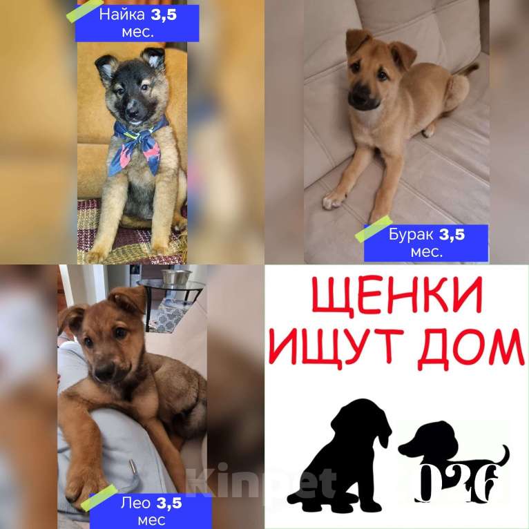 Собаки в Красногорске: Маленькие пушистые комочки счастья ищут свой дом! Разнополые, Бесплатно - фото 3