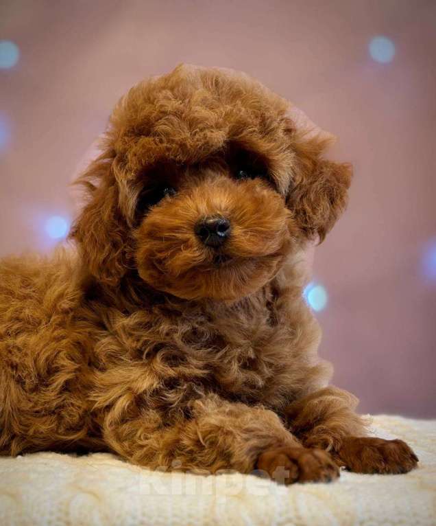 Собаки в Железногорске: Щенки той пуделя Девочка, Бесплатно - фото 1