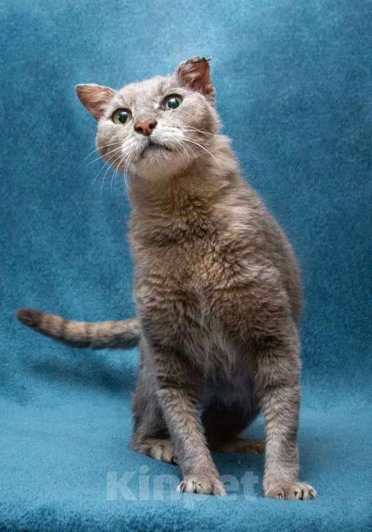 Кошки в Москве: Одинокий Шеги Мальчик, Бесплатно - фото 2