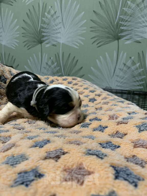 Собаки в Краснодаре: Девочки ККЧС ТРИКОЛОР Девочка, 70 000 руб. - фото 8