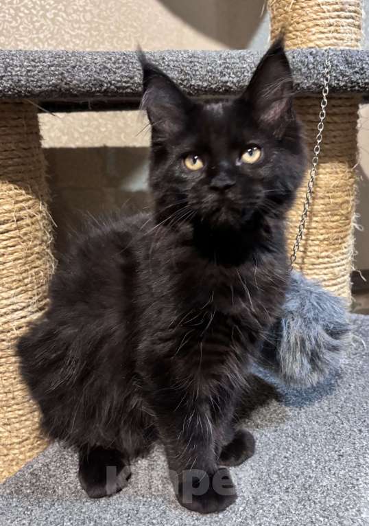 Кошки в Петергофе: Девулечка Девочка, 45 000 руб. - фото 6