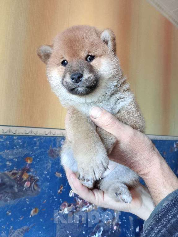Собаки в Новосибирске: девочка-сиба 2 мес в Новосибирске Девочка, 60 000 руб. - фото 1