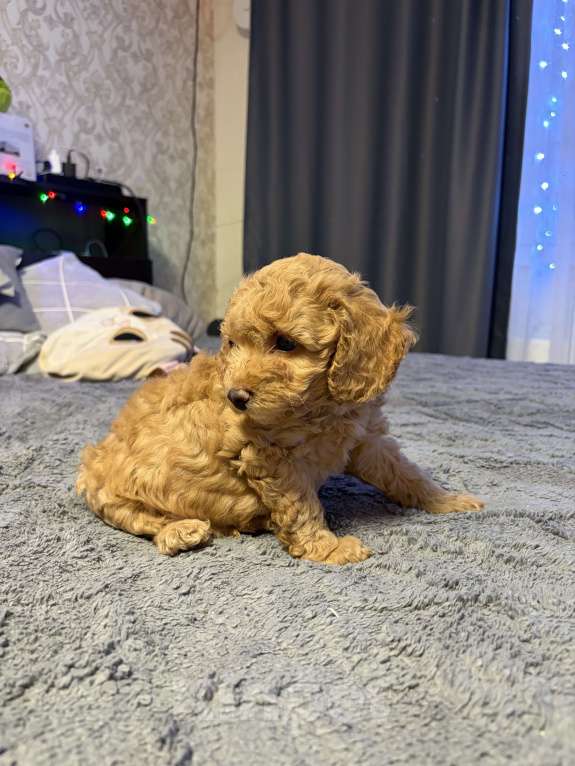 Собаки в Краснодаре: Щенки карликового пуделя Мальчик, 40 000 руб. - фото 4