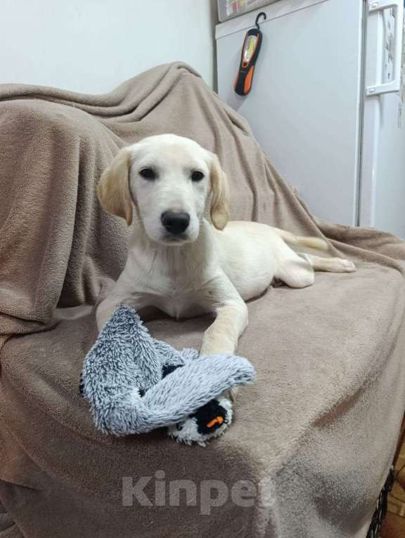 Собаки в Москве: Милейшая девочка хочет домой Девочка, Бесплатно - фото 2