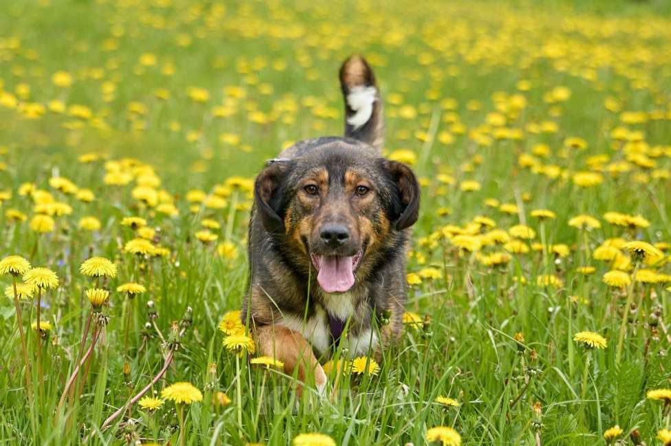 Собаки в Москве: Ханни в поисках дома Девочка, Бесплатно - фото 3
