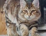 Кошки в Москве: Котенок курильского бобтейла девочка Девочка, 50 000 руб. - фото 9