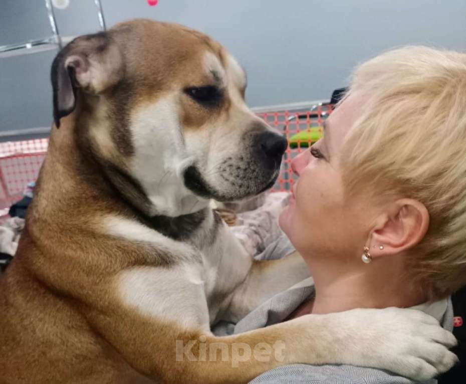 Собаки в Щелково: Взрослая собака Девочка, Бесплатно - фото 4