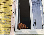 Собаки в Щербинке: Потерялась собака по кличке фредии  Мальчик, Бесплатно - фото 4