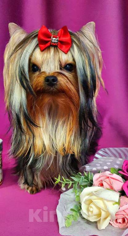 Собаки в Москве: МИНИ МАЛЬЧУГАН ПОДРОЩЕННЫЙ Мальчик, 45 руб. - фото 3