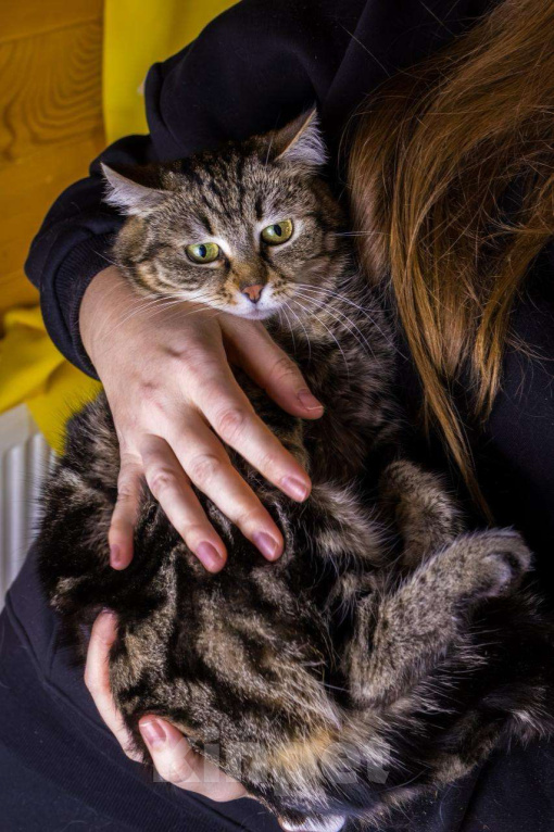 Кошки в Москве: Кошка Пуся ищет дом! Девочка, Бесплатно - фото 5