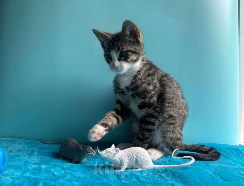 Кошки в Санкт-Петербурге: Очень эмоциональный котёнок Мальчик, Бесплатно - фото 2