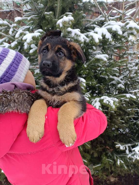 Собаки в Томске: Немецкая овчарка щенок Девочка, 50 000 руб. - фото 3