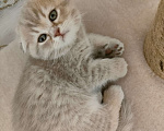 Кошки в Уфе: Шотландская вислоухая кошечка Девочка, 8 000 руб. - фото 1