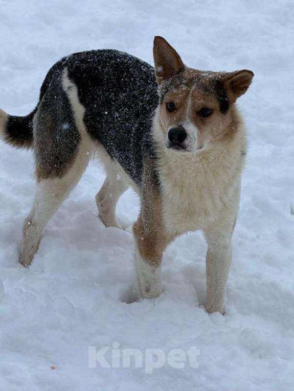 Собаки в других городах Владимирской области: Красавица Алиса в поисках семьи Девочка, Бесплатно - фото 3