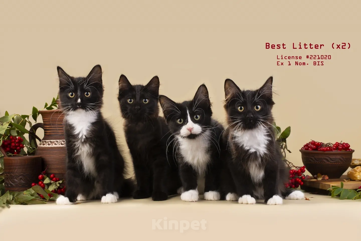 Породистые котята Карельского бобтейла - купить, продать или отдать на  Kinpet