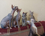 Кошки в Ачинске: Горячее счастье Сфинкс, 100 руб. - фото 4